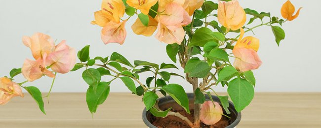 三角梅能放在卧室吗
