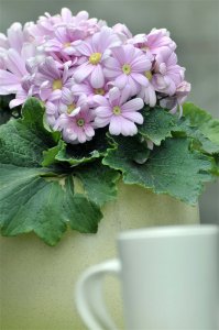 瓜叶菊有毒吗 瓜叶菊安全养护指南