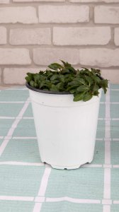 薄荷养护 温度光照与换盆施肥要点