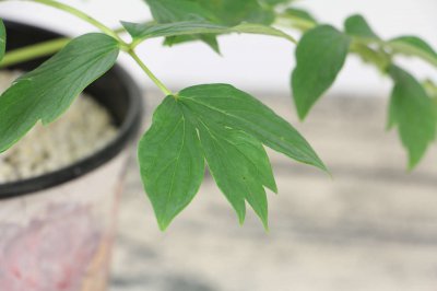 桑叶牡丹适合家庭养护吗 桑叶牡丹室内种植要点