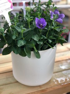 粉色桔?；ㄓ锩苈?七色花海隐藏的深情暗号