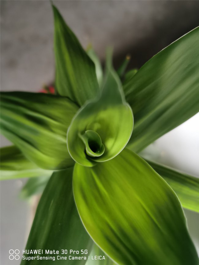 富贵竹会开花吗