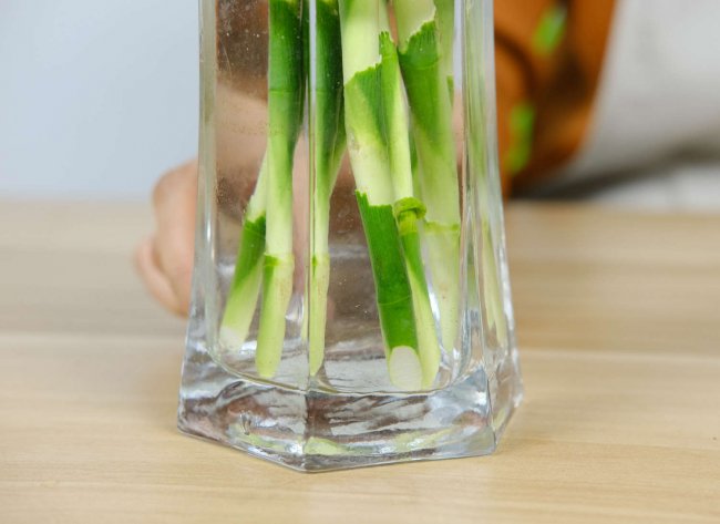 富贵竹会开花吗