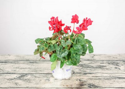 仙客来花语探秘 仙客来色彩密码与文化意蕴