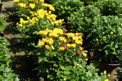 菊花文化内涵 花语象征与人文意蕴