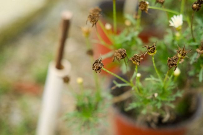 菊花的寓意和象征
