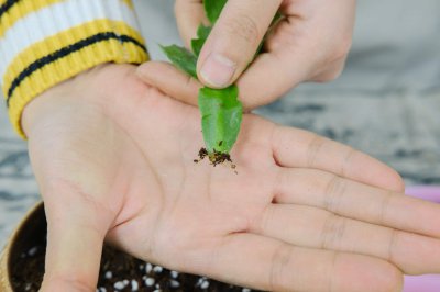 蟹爪兰花苞掉落能再生吗 蟹爪兰养护误区修正