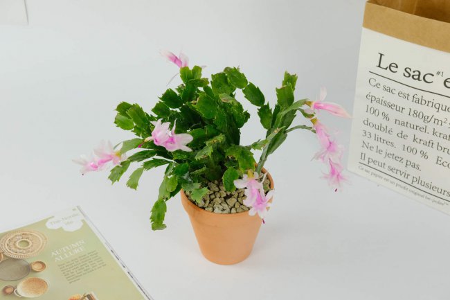 蟹爪兰掉花苞还长吗