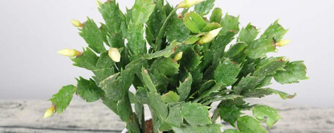 蟹爪兰花骨朵脱落原因是什么