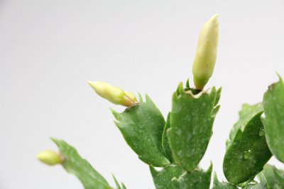 蟹爪兰花苞脱落 养护误区与环境调控方法