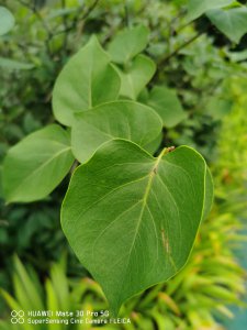 丁香花观赏季 品种差异与养护要点