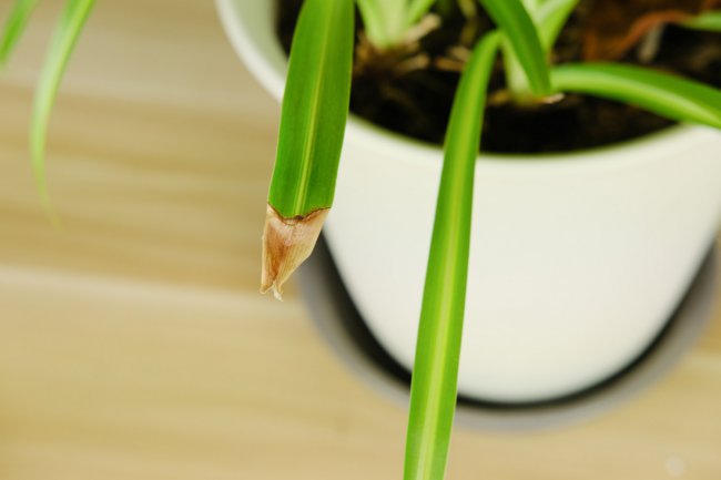 吊兰的寓意