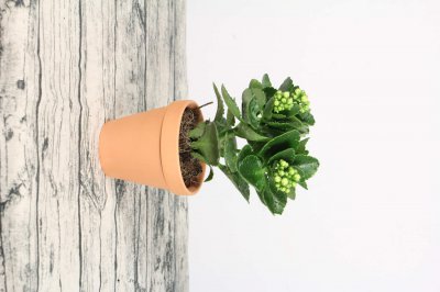 长寿花肥自制技巧 环保省钱养护方案