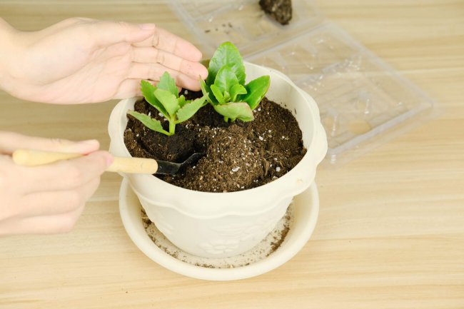 长寿花肥料如何自制