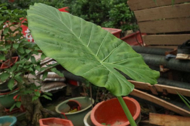 滴水观音突然开花寓意