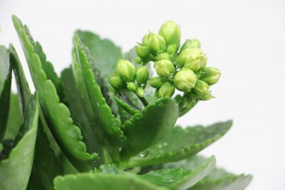 长寿花花语 吉祥寓意与家庭养护