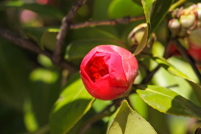 茶树花掉叶子怎么救治