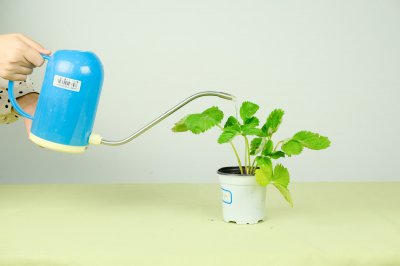 草莓盆栽种植技巧 家庭草莓养护要点