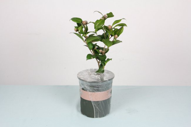 茶花盆栽种植方法