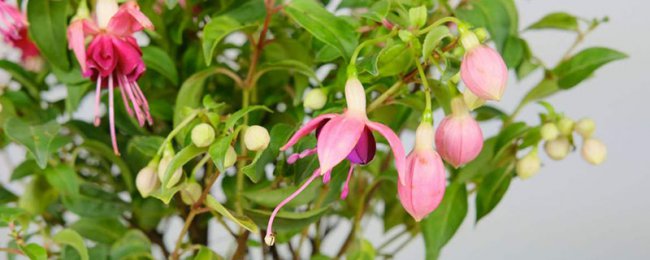 倒挂金钟花语寓意