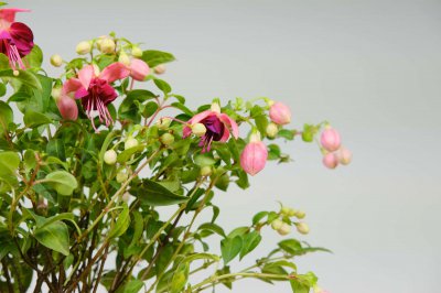 倒挂金钟花语奥秘 盛夏养护与爱情启示