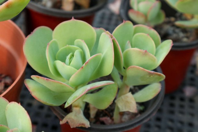 唐印多肉植物的养殖方法