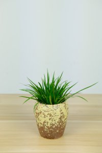 菖蒲盆景养护 环境调控与造型技巧