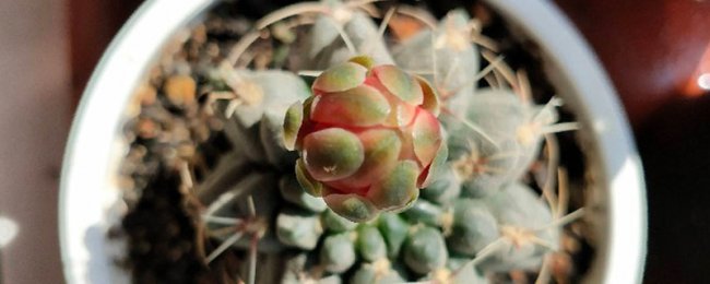 绯花玉如何爆盆