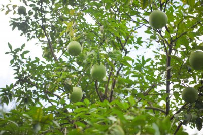 红肉蜜柚品种革新 翡翠柚种植优势解析