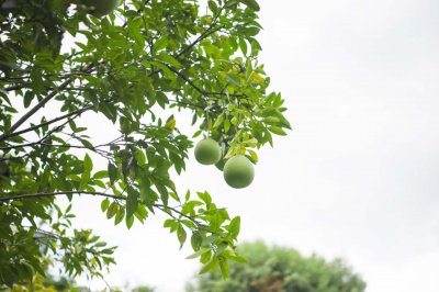 柚子育苗技巧 家庭盆栽种植全流程