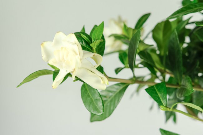 栀子花的习性