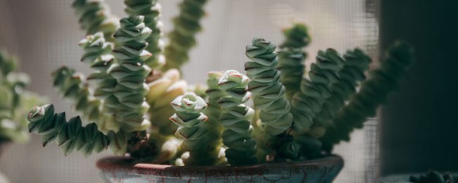 钱串怎么养才能肥厚一些