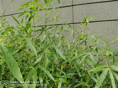 北方耐寒竹子品种 庭院景观竹栽培技巧