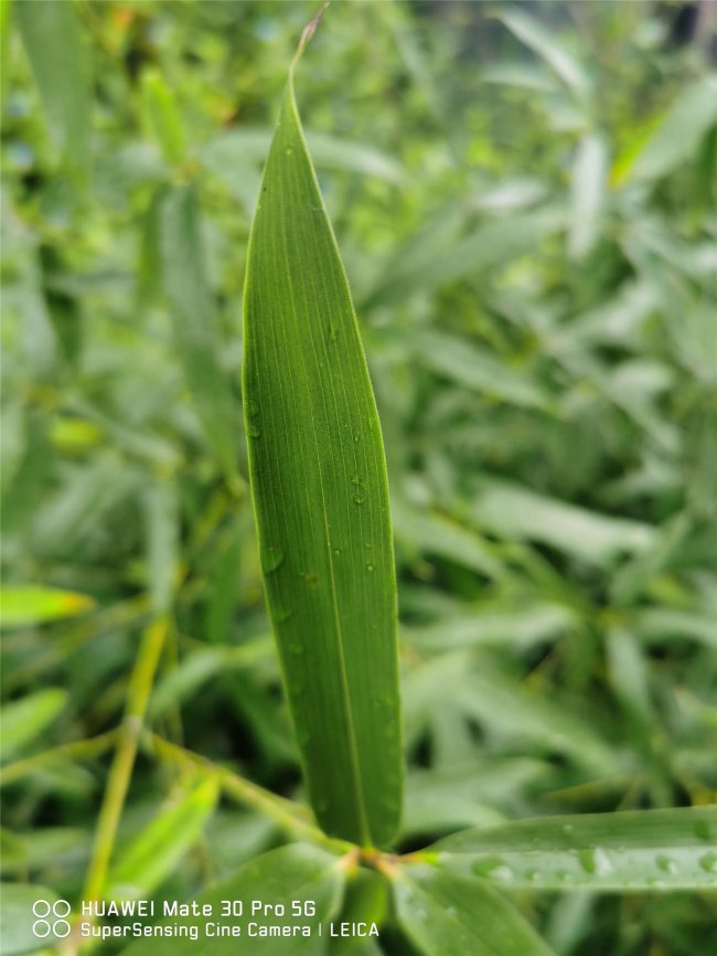 适合北方种植的竹子