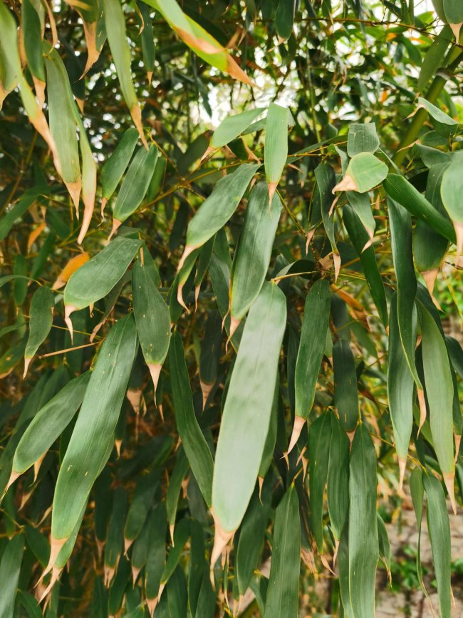 适合北方种植的竹子