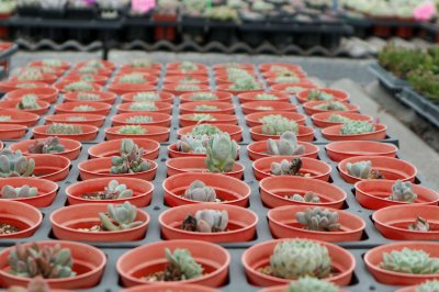 耐养多肉推荐 多肉植物养护清单