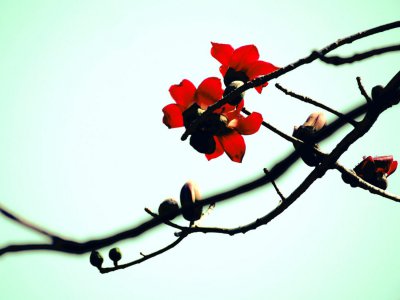 木棉象征意义 品格特征与栽培养护