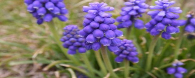 蓝风铃花语