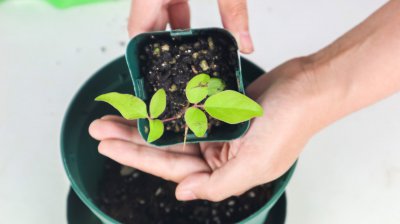 铁线莲冬季冻害防护 铁线莲越冬养护技巧