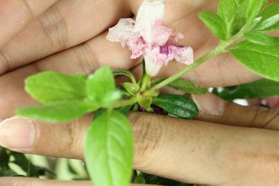 百合花杜鹃养护方法 杜鹃养殖技巧全解析
