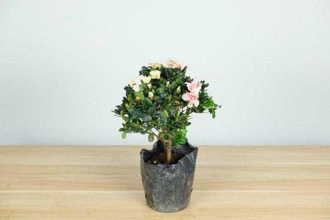 百合花杜鹃怎么养