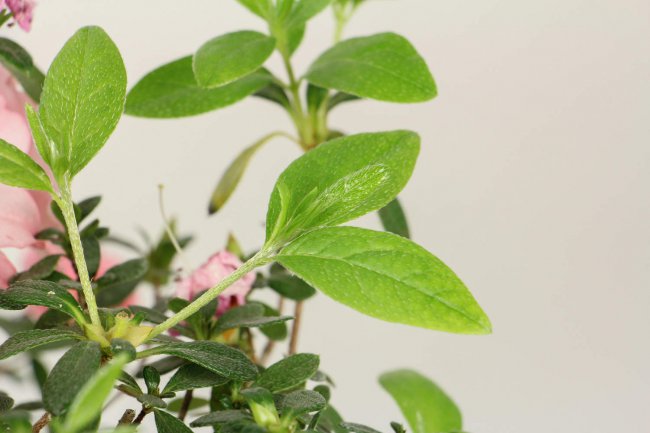 百合花杜鹃怎么养