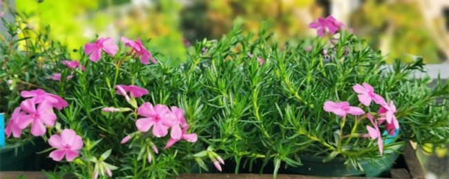 芝樱如何养