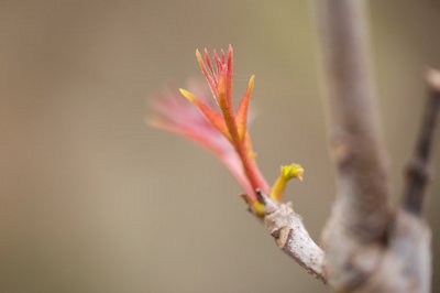 香椿怎么养 香椿种植养护全攻略