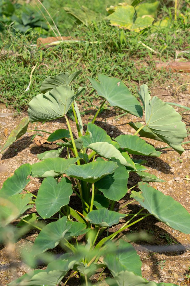芋头是蔬菜吗
