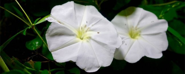 月光花的养殖方法