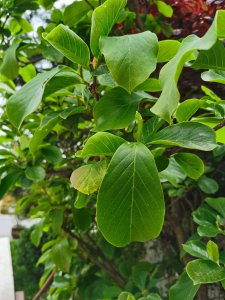 玉兰花养护技巧 玉兰栽培全流程指南