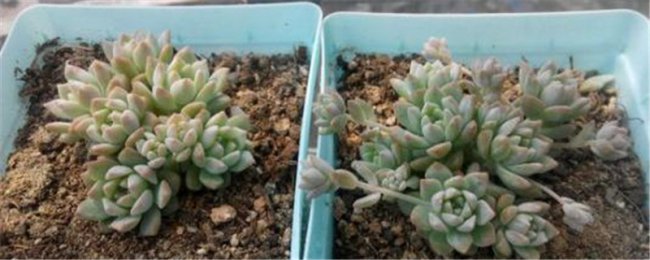 小玉的养殖方法