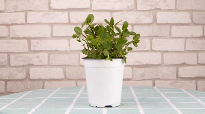 美国薄荷养护方法 美国薄荷种植技巧大全