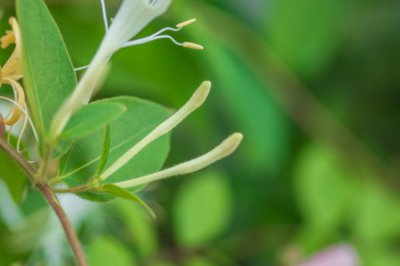 金银花盆栽栽培技巧 家庭种植时间与环境管理